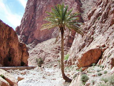 Todgha Gorge with date palm