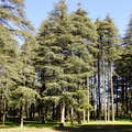 Ifrane  |  Cedar forest
