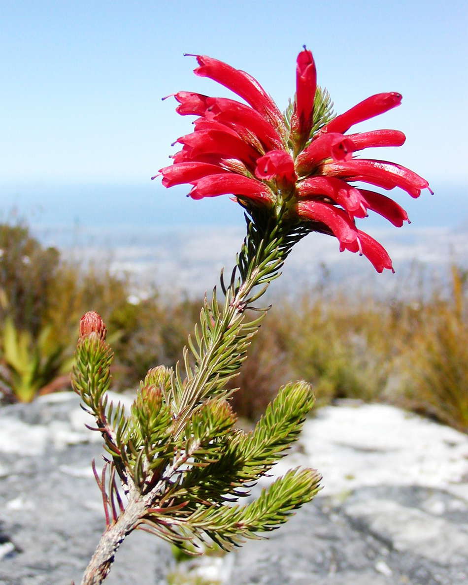 Table Mountain  |  Erica cerinthoides