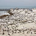 Betty's Bay  |  Stony Point with African penguins