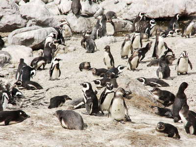 Betty's Bay  |  African penguins at Stony Point NR