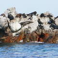 Walker Bay  |  Seal colony