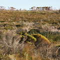 Grootbos NR  |  Burnt fynbos