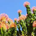 Grootbos NR  |  Leucospermum patersonii
