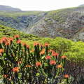 Grootbos NR  |  Forest Valley