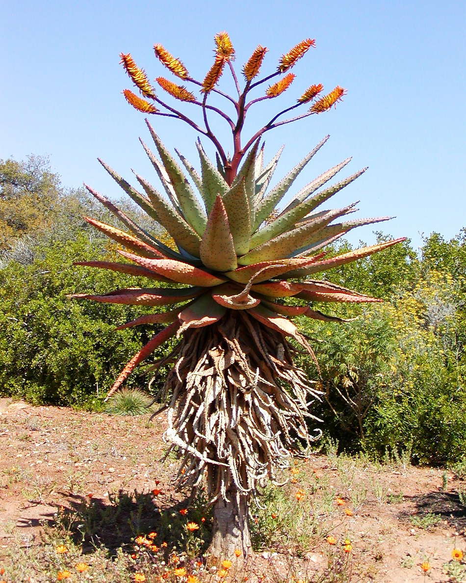Karroo Botanical Garden  |  Aloe ferox