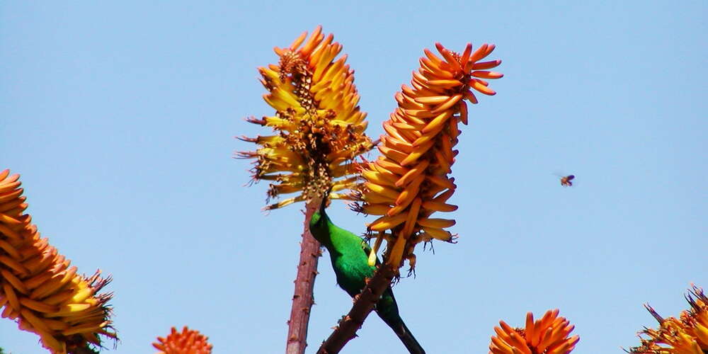 Karroo Botanical Garden  |  Pollination