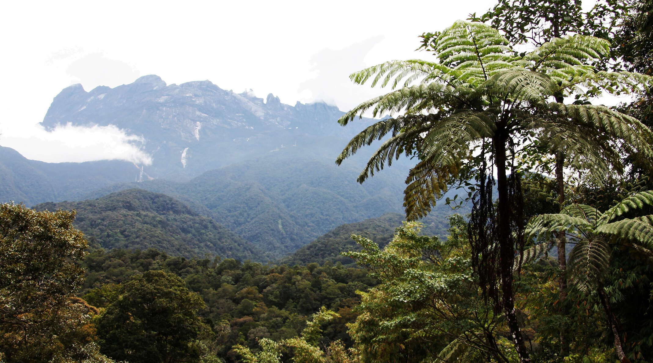 Kinabalu NP  |  Tree fern and Mt. Kinabalu