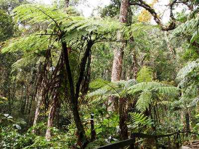 Kinabalu NP  |  Montane rainforest with tree ferns