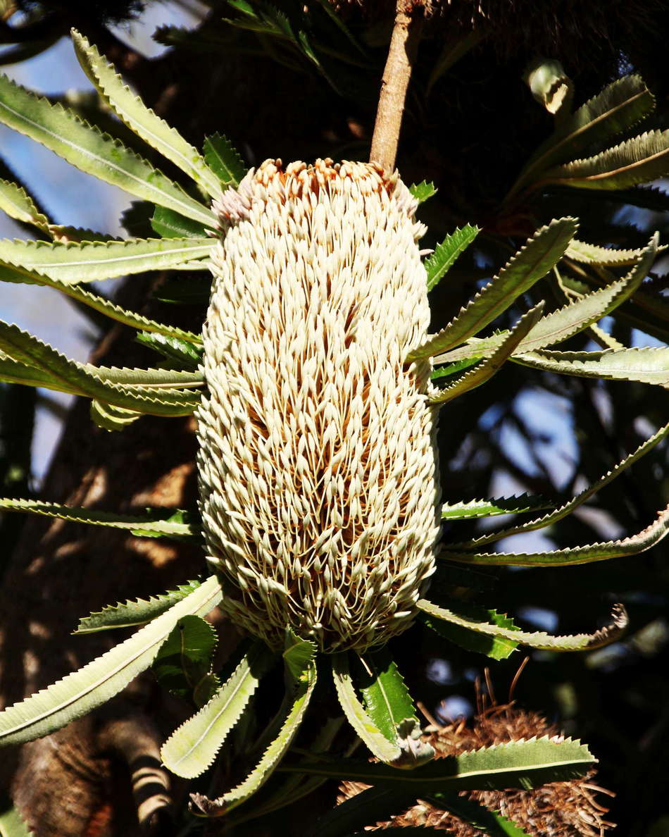 Sydney  |  Banksia serrata