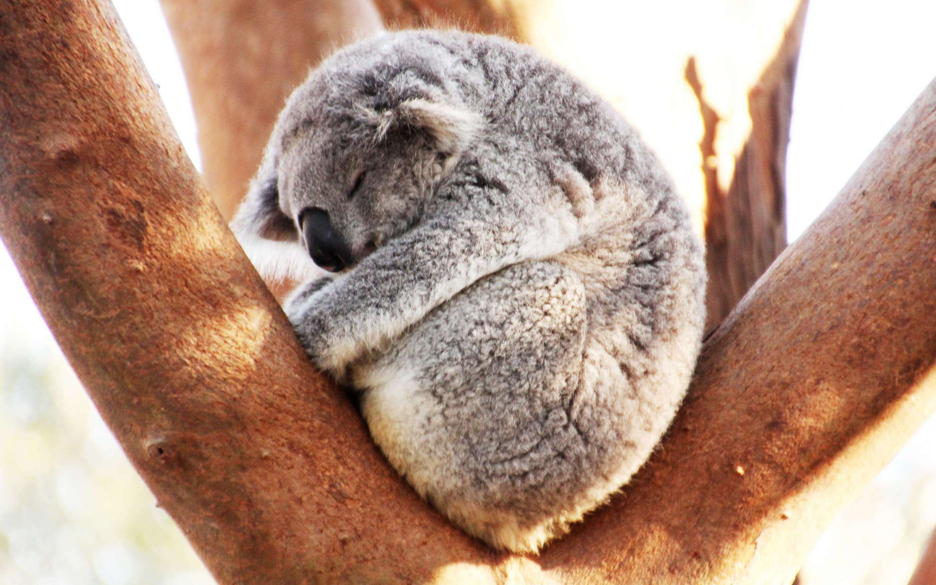 Sydney  |  Koala