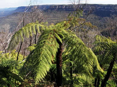 Katoomba  |  Tree ferns
