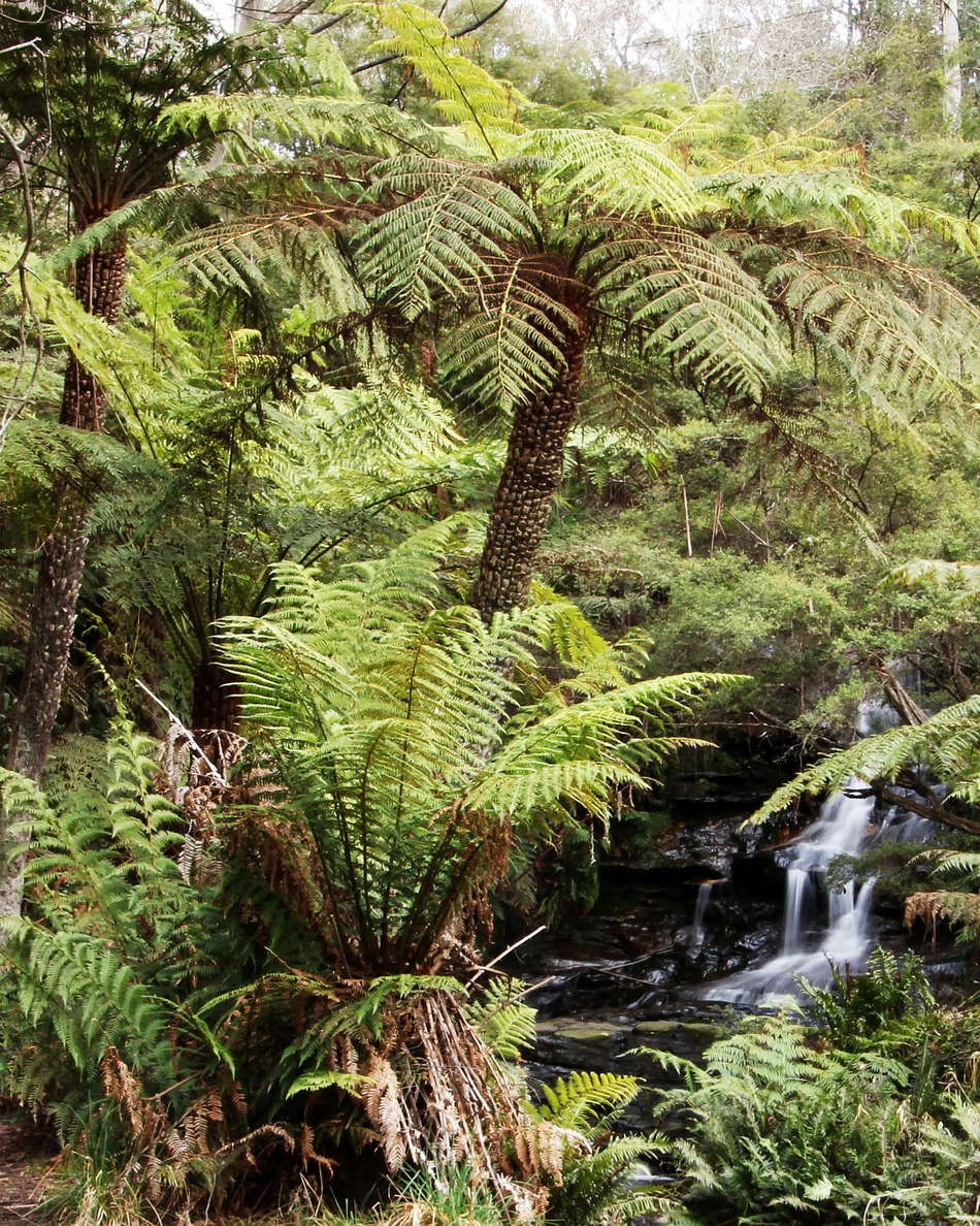 Leura  |  Tree ferns and waterfall
