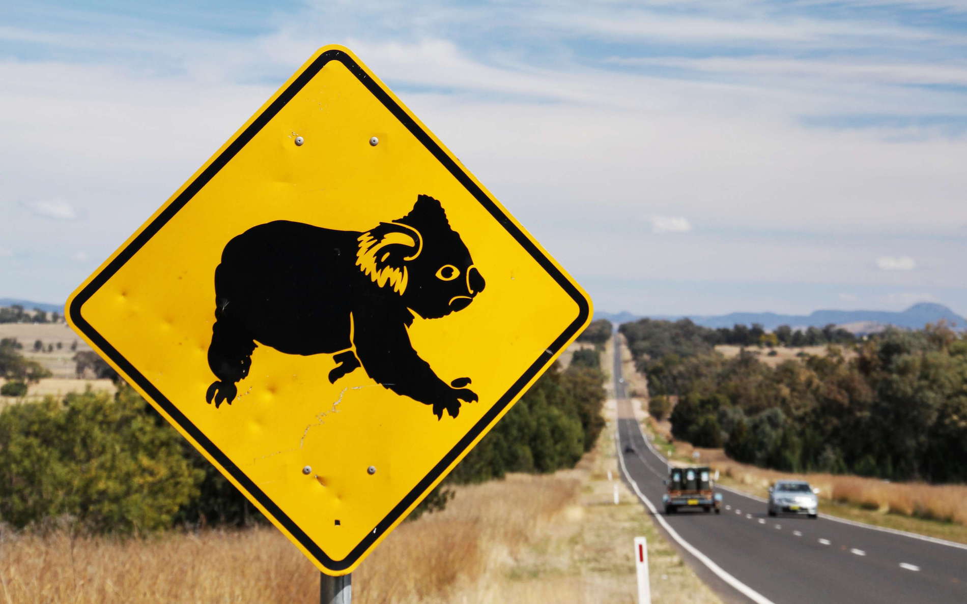 Gunnedah  |  Koala sign