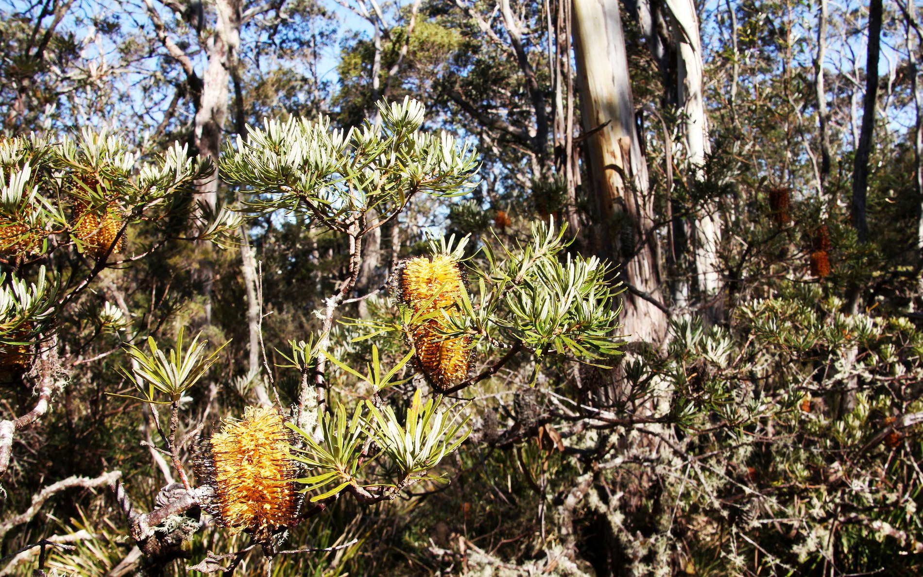New England NP  |  Banksia spinulosa
