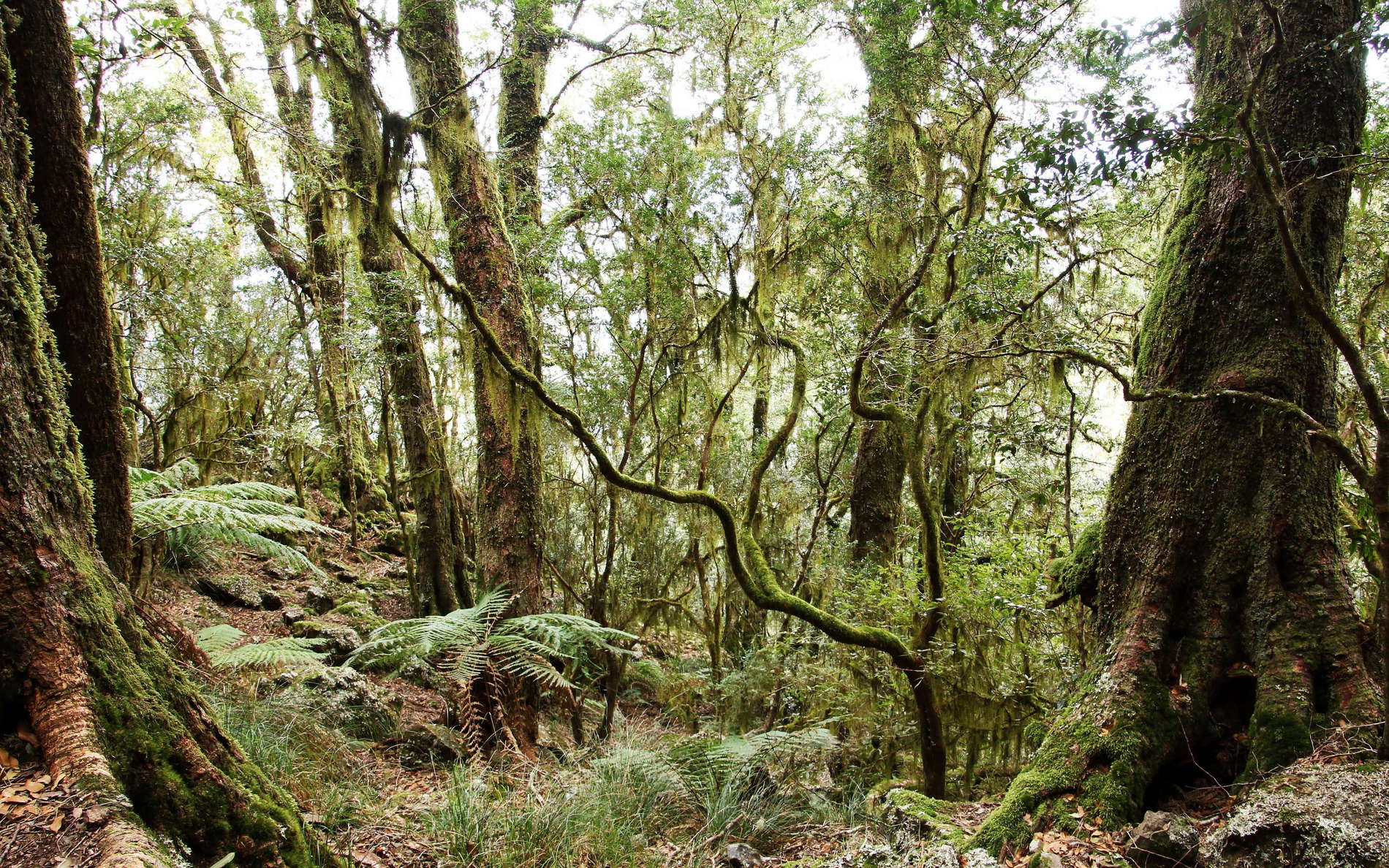 New England NP  |  Temperate rainforest with Lophozonia moorei