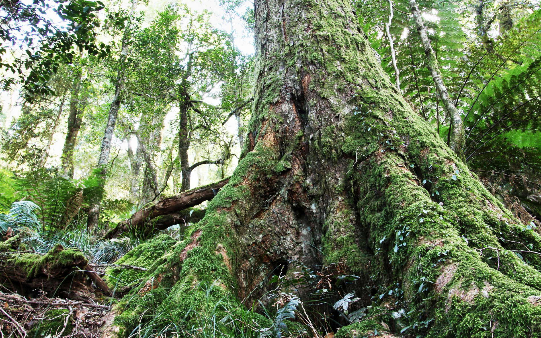New England NP  |  Temperate rainforest