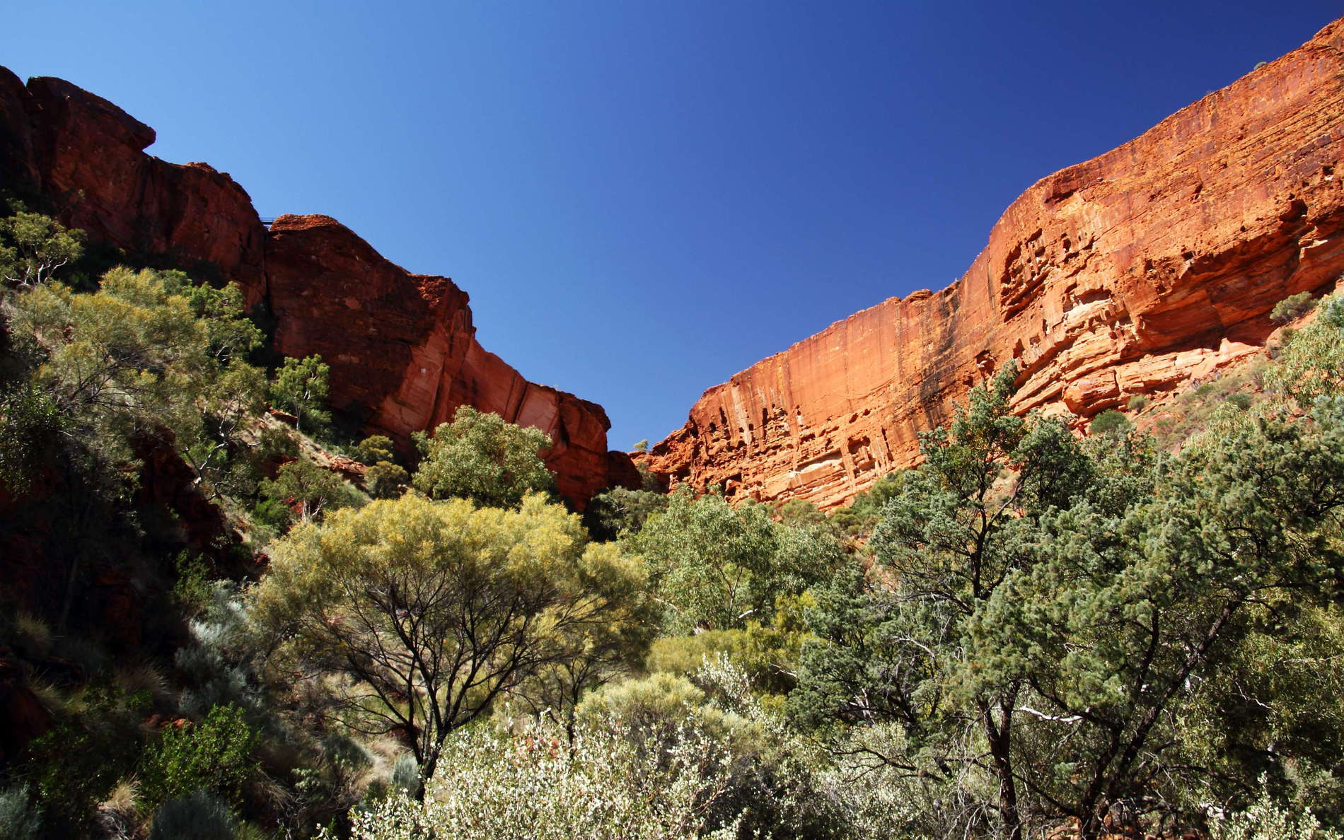 Watarrka NP  |  Kings Canyon with riverine forest