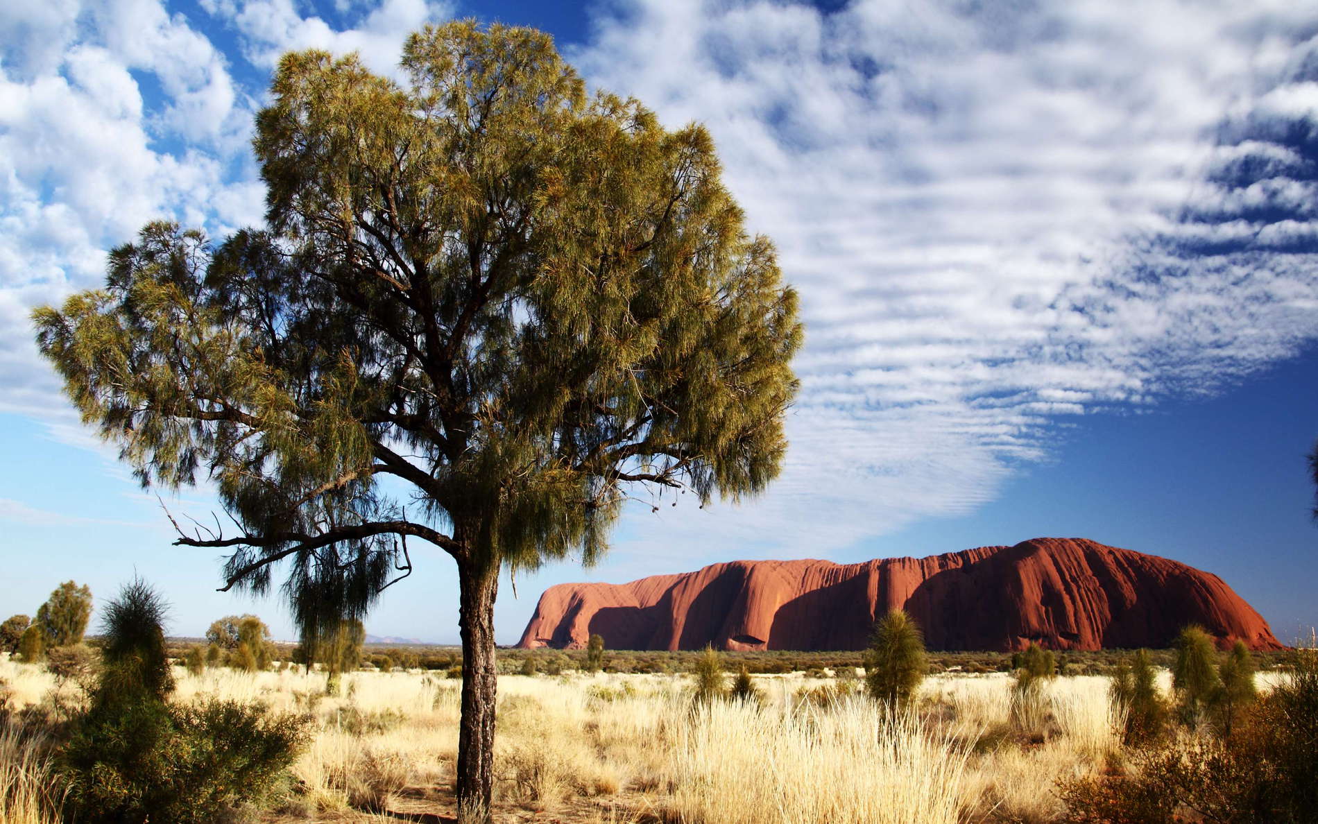 Uluru / Ayers Rock and Allocasuarina decaisneana
