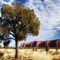 Uluru / Ayers Rock and Allocasuarina decaisneana