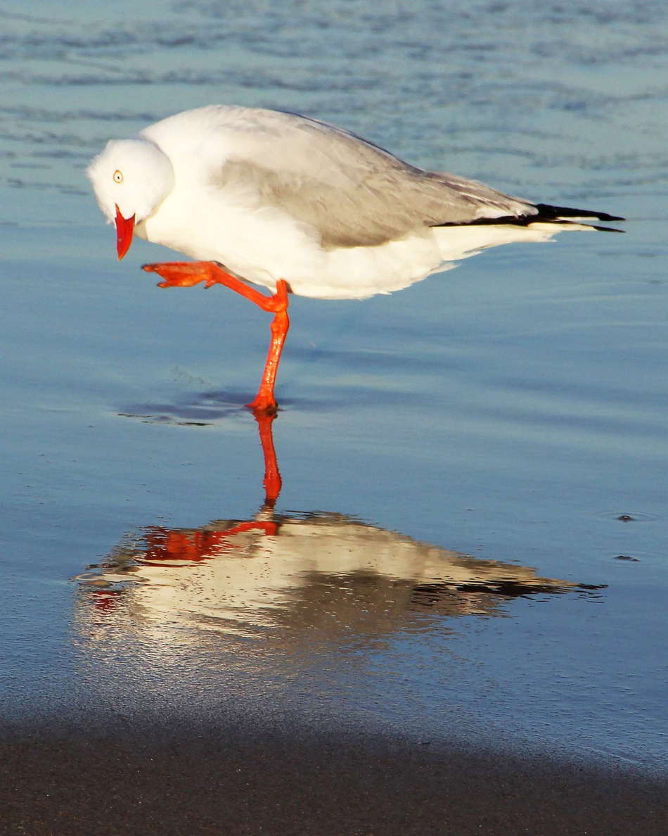 Surfers Paradise  |  Silver gull
