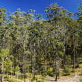 Numinbah Valley  |  Eucalyptus forest