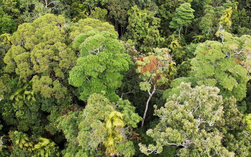 Kuranda  |  Tropical rainforest canopy