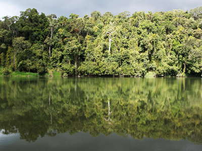 Kuranda  |  Rainforest reflecting in Barron River