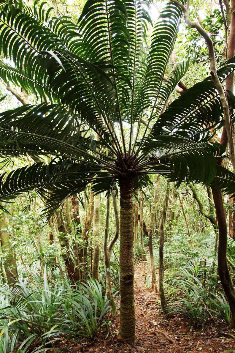 Mt. Sorrow  |  Tropical rainforest with cycad