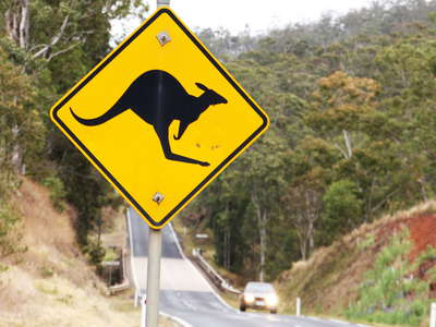 Atherton Tablelands   |  Kangaroo sign