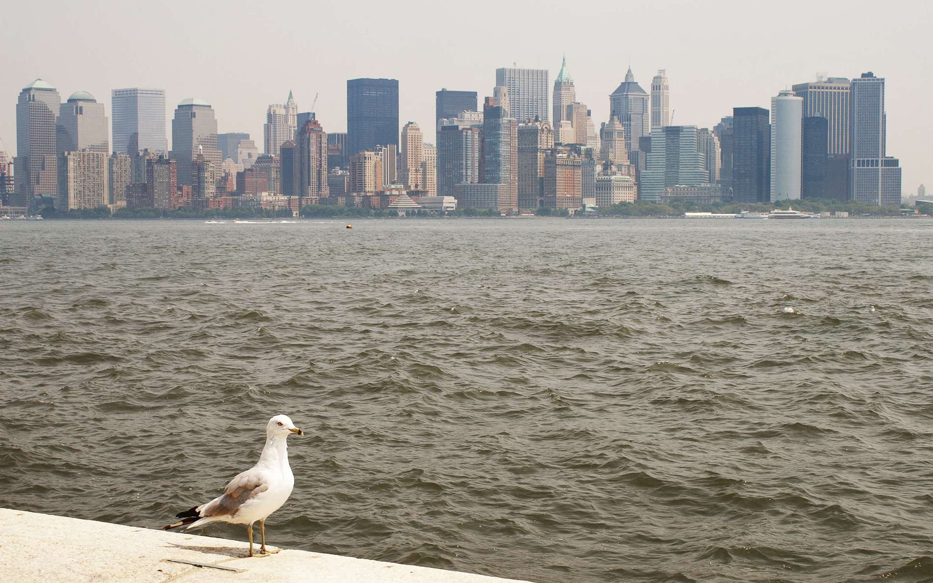 Gull and Lower Manhattan