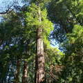 Muir Woods  |  Coast redwood