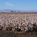 San Joaquin Valley  |  Cotton cultivation
