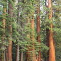 Sequoia NP  |  Sierra redwood