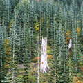 Cascade Range  |  Afforestation with Noble fir