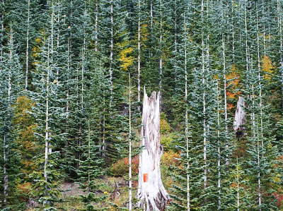 Cascade Range  |  Afforestation with Noble fir