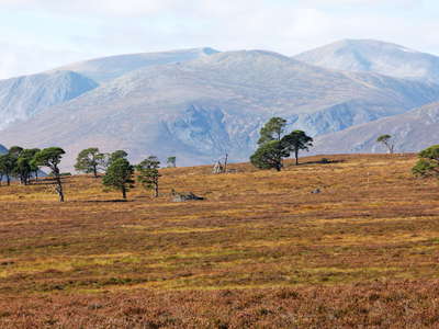 Cairngorms  |  Treeline area and Cairn Toul