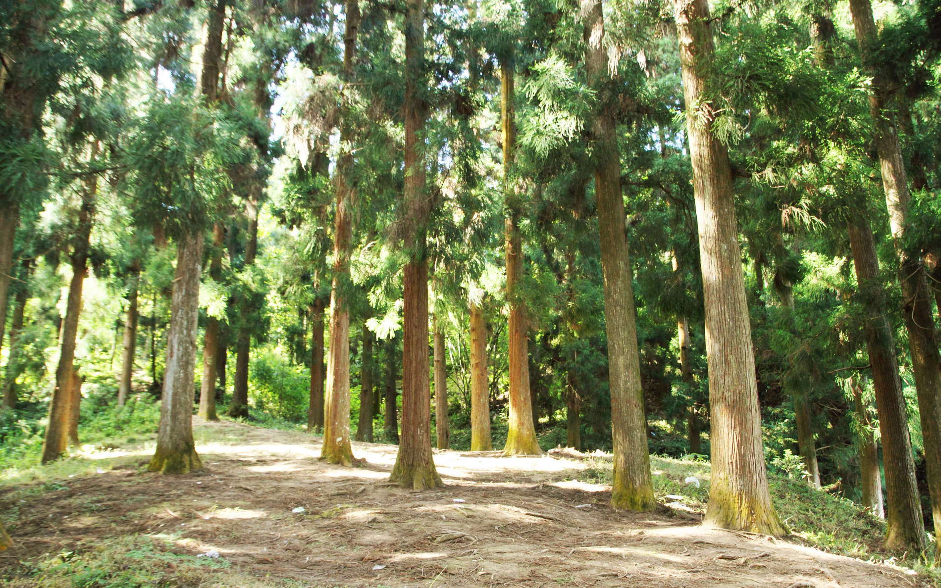 Mirik  |  Cryptomeria japonica forest