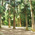 Mirik  |  Cryptomeria japonica forest