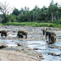 Kegalle  |  Pinnawela Elephant Orphanage
