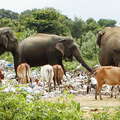 Polonnaruwa  |  Waste dump with animals