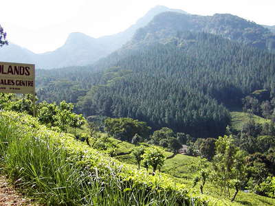 Knuckles Mountain Range with Midlands Tea Estate