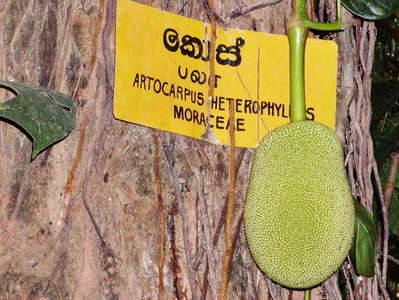 Udawattakele Forest Reserve  |  Jackfruit