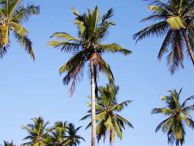 Tangalle  |  Coconut palms