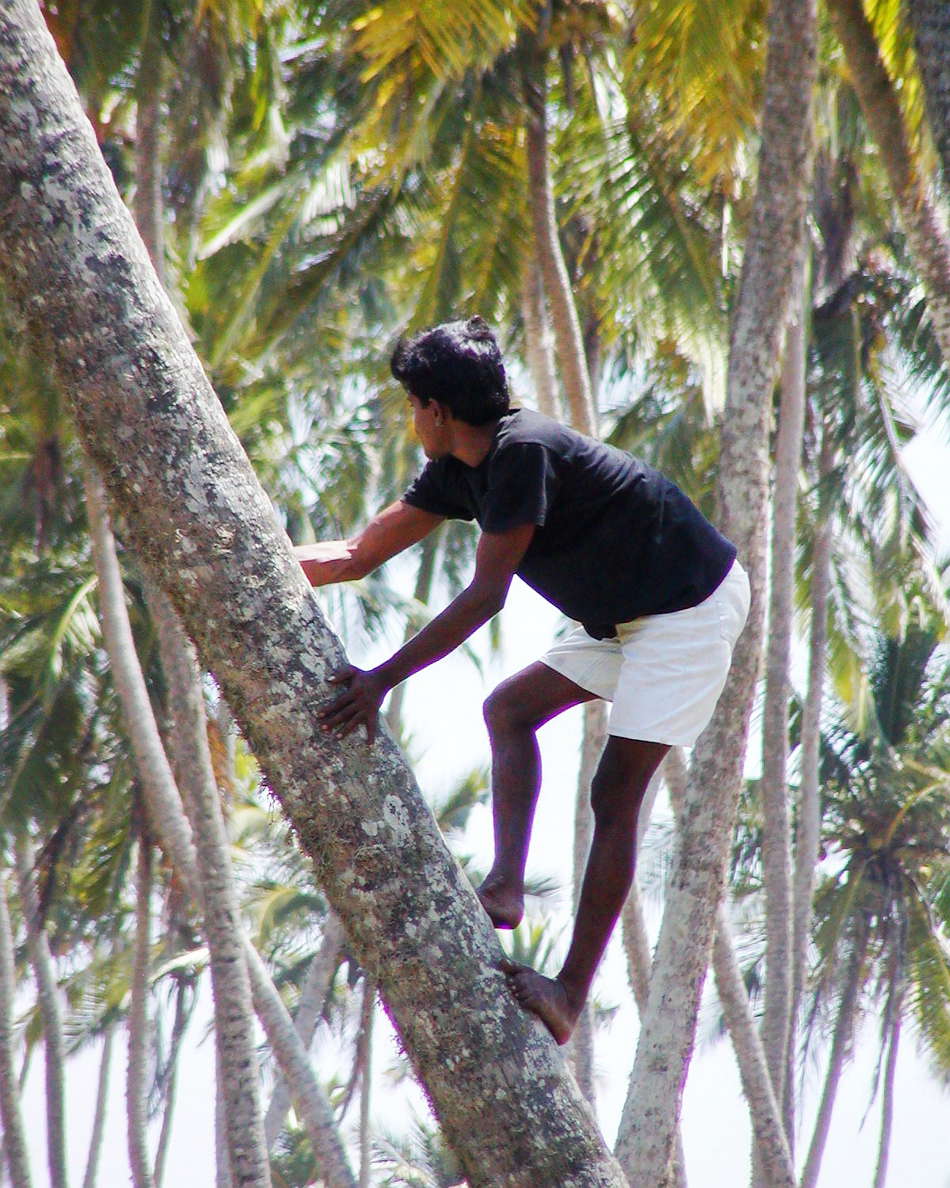 Tangalle  |  Coconut climber
