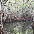 Madu Ganga  |  Mangrove