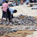 Negombo  |  Fish market
