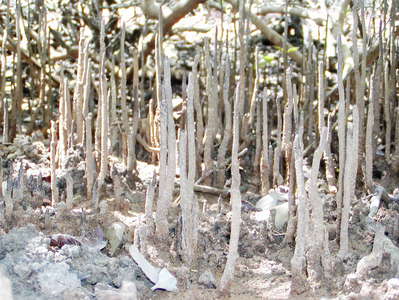 Negombo  |  Mangrove with respiration roots