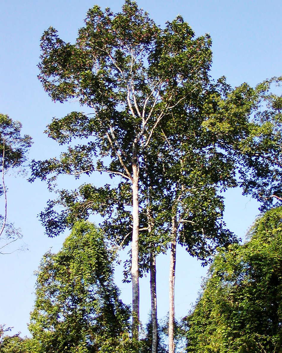 Sinharaja Forest Reserve  |  Dipterocarpus zeylanicus