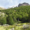 PN Torres del Paine | Southern beech forest